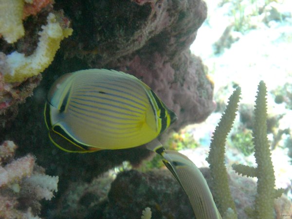 35- Poisson-papillon delave 
